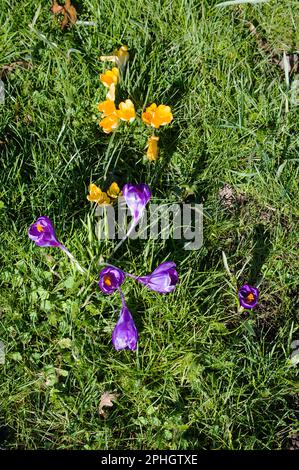 Primo piano di croci gialli e viola in fiore Foto Stock