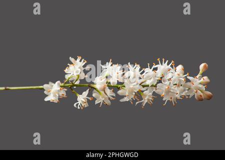 Asparagi densiflorus noto anche come Sprengeri 13081 Foto Stock