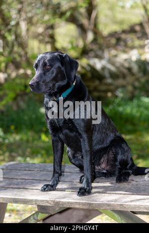 Ritratto di un giovane Labrador nero seduto su un tavolo da picnic Foto Stock