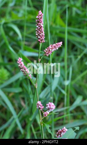 Persicaria maculosa cresce tra le erbe in natura Foto Stock