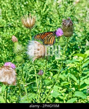 Bella farfalla monarca in un campo di cardo viola e bianco, con sfondo verde. Foto Stock