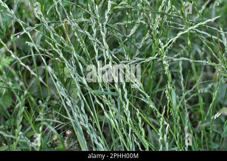 In natura nel prato cresce erba foraggio segregato (Lolium). Foto Stock