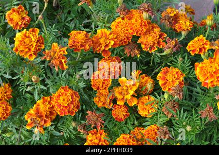 Sui cespugli fioriti fioriscono il marigold (tagetes) - pianta annuale della famiglia dell'astro Foto Stock