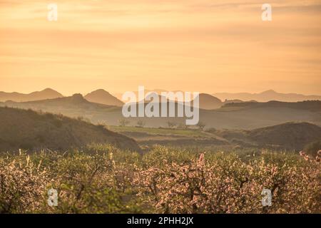 Paesaggio panoramico di Murcia all'alba su campi coltivati e, sullo sfondo, montagne di colore rosa. In primo piano sono fiori di mandorle Foto Stock