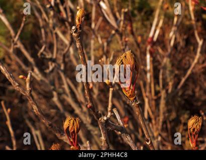 Germogli sui rami di un albero di peonia primo piano. Paeonia suffruticosa in primavera nel giardino. Foto Stock