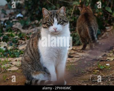 Ritratto di bellissimo gatto randagio con occhi verdi seduti e guardando nella macchina fotografica e un altro gatto che va via sullo sfondo Foto Stock