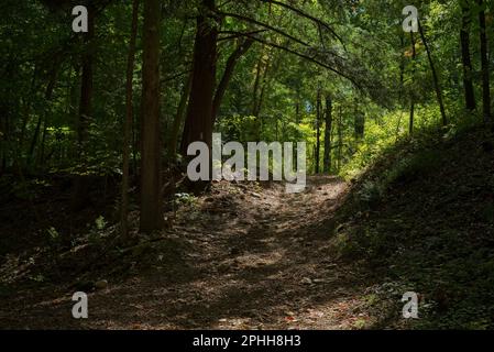 Un sentiero roccioso punteggiato dal sole sale un breve pendio attraverso boschi bui all'inizio dell'autunno. Foto Stock