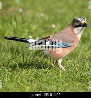 Ghiandaia eurasiatica (Garrulus glandarius) in piedi su un prato in un giardino Foto Stock