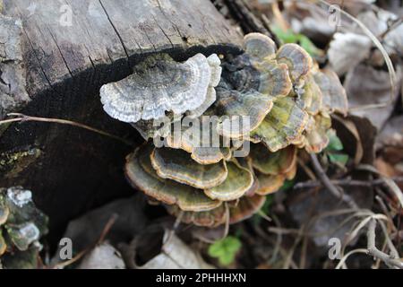 Funghi di coda di tacchino che crescono alla fine di un tronco a Linne Woods a Morton Grove, Illinois Foto Stock