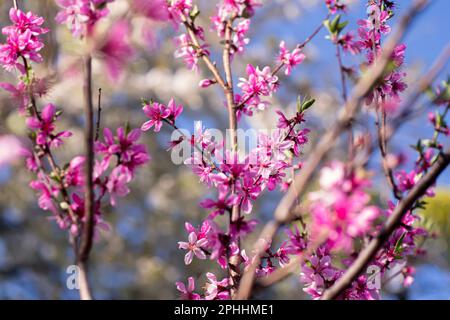 Cielo azzurro tra rami di albero fiorito con fiori di pesca fioriti in primavera. Sfondo in stile di natura, foresta. Pasqua Foto Stock