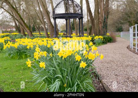 Daffodils visto in primavera Inghilterra UK Foto Stock