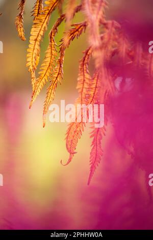 Foglie di felce di struzzo appassite, colori autunnali in giardino. Foto Stock