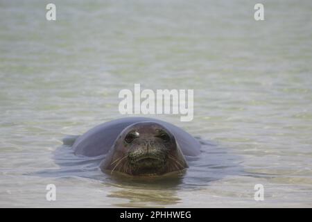 Foca monaca hawaiana di quattro anni, in via di estinzione, che riposa in una piscina di marea a Kona, Hawai'i. Foto Stock