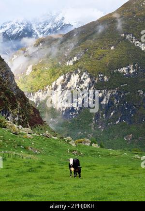 Mucche da latte tra le Alpi meridionali. Parco nazionale di Mt Aspiring, Nuova Zelanda Foto Stock