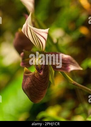 Paphiopedilum purpuratum - Venere slipper orchidea Foto Stock