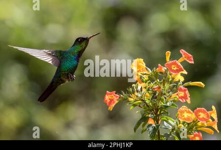 Primo piano di Hummingbird dalla gola di fuoco nell'alimentazione in volo dal nettare dall'arbusto di Marmalade a Panama. Il nome scientifico di questo uccello è Panterpe insignis Foto Stock