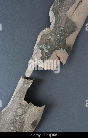 Due pezzi di corteccia di albero - London Plane - (Platanus x hispanica) - su carta bianca Foto Stock