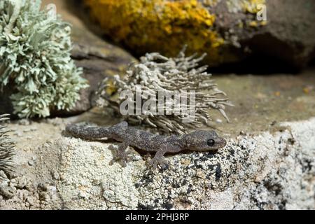 Tarantolino, europeo Gecko Phyllodactylus europaeus. Questo geco, la più piccola delle specie europee, è endemico della Corsica e della Sardegna Foto Stock