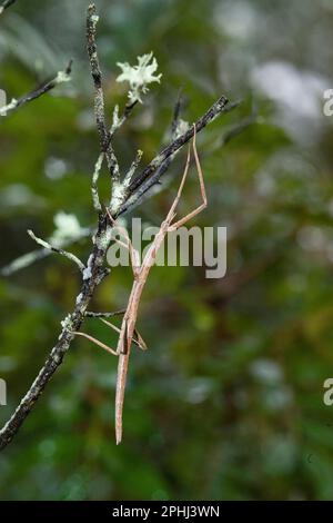 Insetto stecco, Stabheuschrecke, Stick-insetto europeo (Clonopsis gallica), Sardegna. Italia Foto Stock