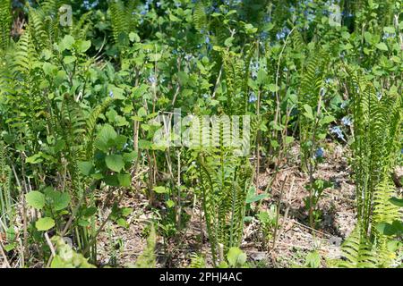 felci che crescono nel giardino Foto Stock