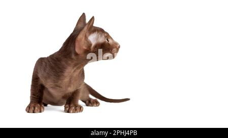 Gattino di razza gatto orientale di colore marrone cioccolato solido isolato su sfondo bianco. Spazio di copia Foto Stock