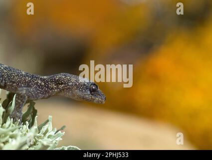 Tarantolino, Phyllodactylus europaeus. Questo geco, il più piccolo tra le specie europee è endemico di Corsica e Sardegna e di alcune isole del Tirren Foto Stock