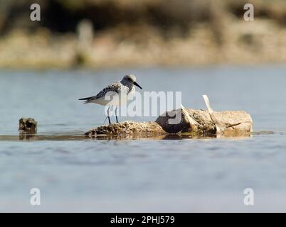 Gambecchio comune - stint piccolo (Calidris minuta). Lagune delle Saline. Stintino. Sassari, Sardegna. Italia Foto Stock