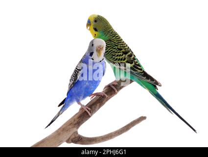 Due bei pappagalli arroccati sul ramo su sfondo bianco. Animali domestici esotici Foto Stock