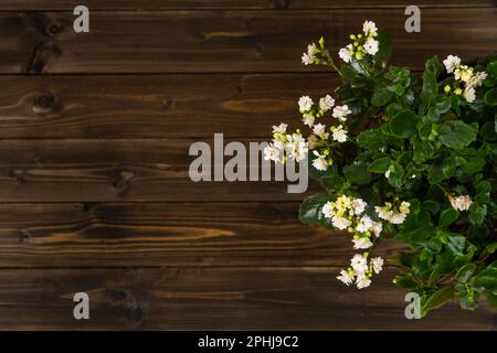 Vista dall'alto dei fiori di kalanchoe in piedi su un tavolo di legno scuro. Primo piano. Foto Stock