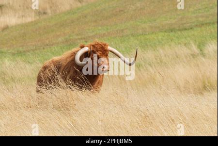 Mucche delle Highland che vagano in erba lunga nelle Highlands centrali in Tasmania, fuoco selettivo. Foto Stock