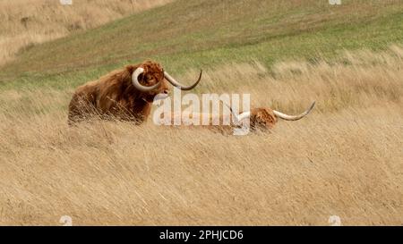 Bestiame scozzese che cammina attraverso l'erba lunga nelle Highlands centrali, Tasmania. Foto Stock