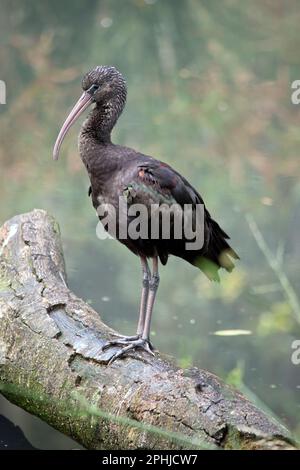 Il modello Glossy Ibis è caratterizzato da un design caratteristico, lungo e curvo verso il basso, di colore marrone oliva. La pelle del viso è grigio-blu con una linea bianca che si estende Foto Stock