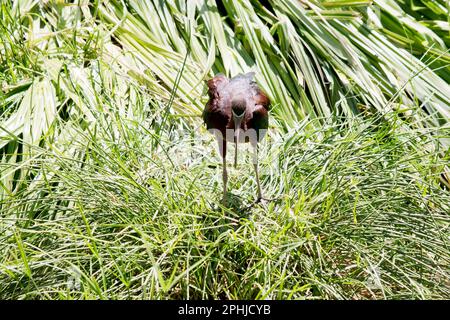 Il modello Glossy Ibis è caratterizzato da un design caratteristico, lungo e curvo verso il basso, di colore marrone oliva. La pelle del viso è grigio-blu con una linea bianca che si estende Foto Stock