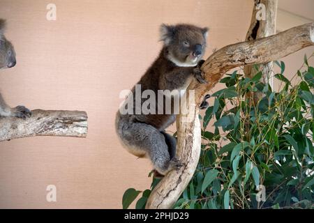 I Koala hanno una grande testa rotonda, grandi orecchie da pelliccia e un grosso naso nero. La loro pelliccia è solitamente grigio-marrone nel colore con pelliccia bianca sul petto, sulle braccia interne, Foto Stock