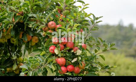 La valle di Huon è il cuore del frutteto di mele dell'isola di Apple, Tasmania. Le mele rosse dolci, croccanti e deliziose sono una fonte di vitamina A e C. Foto Stock