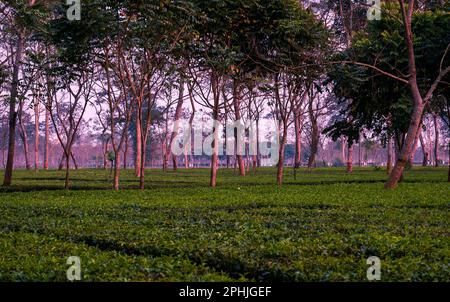 Paesaggio con alberi e un giardino da tè. Samsing, paesaggio panoramico, giardino del tè verde, colline, foresta nella regione nord del Bengala, Siliguri. India, Fab. 23 Foto Stock