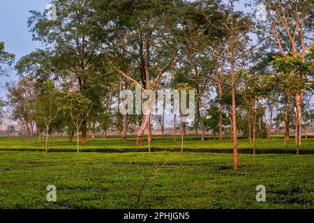 Paesaggio con alberi e un giardino da tè. Samsing, paesaggio panoramico, giardino del tè verde, colline, foresta nella regione nord del Bengala, Siliguri. India, Fab. 23 Foto Stock