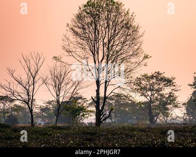 Tramonto nella foresta. Samsing è famosa per il suo paesaggio panoramico, il giardino del tè verde, le colline e la foresta nella regione nord del Bengala, Siliguri, India Foto Stock