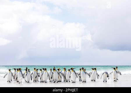 Re Penquins, Aptenodytes Patagonicus, a Volunteer Point nelle Isole Falkland. Foto Stock