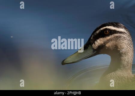 Anatra con una nuotata pomeridiana Foto Stock