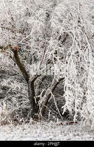 Hoarfrost al lago Hefner a Oklahoma City, Oklahoma, Stati Uniti Foto Stock