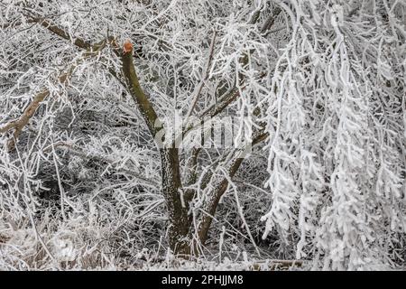 Hoarfrost al lago Hefner a Oklahoma City, Oklahoma, Stati Uniti Foto Stock