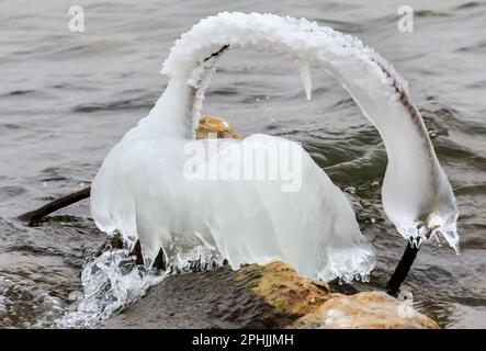 Lakeshore Ice Formations al lago Hefner a Oklahoma City, Oklahoma, USA Foto Stock