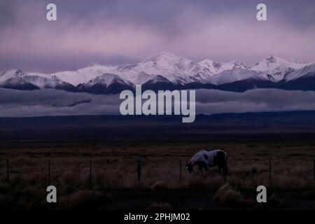 Cavalli che pascolano di notte con le possenti Ande sullo sfondo, come visto dalla Ruta 40, Provincia di Mendoza, Argentina Foto Stock