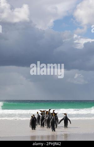 Re Penquins, Aptenodytes Patagonicus, a Volunteer Point nelle Isole Falkland. Foto Stock