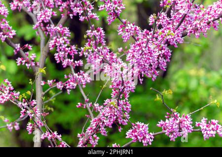 L'albero scarlatto è un albero con fiori viola fiorenti, l'albero di Cercis o di Giuda. Rami con piccoli fiori vicino. Foto Stock