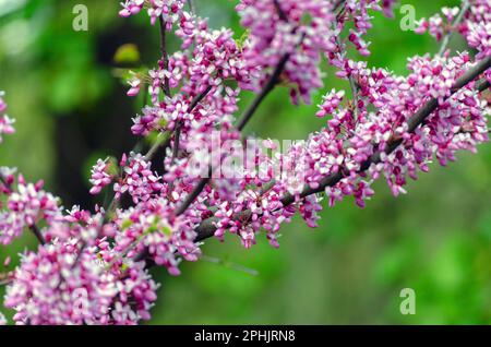 L'albero scarlatto è un albero con fiori viola fiorenti, l'albero di Cercis o di Giuda. Rami con piccoli fiori vicino. Foto Stock