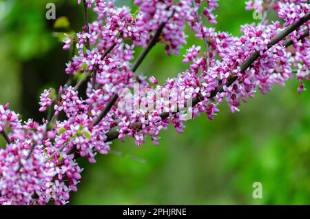 L'albero scarlatto è un albero con fiori viola fiorenti, l'albero di Cercis o di Giuda. Rami con piccoli fiori vicino. Foto Stock