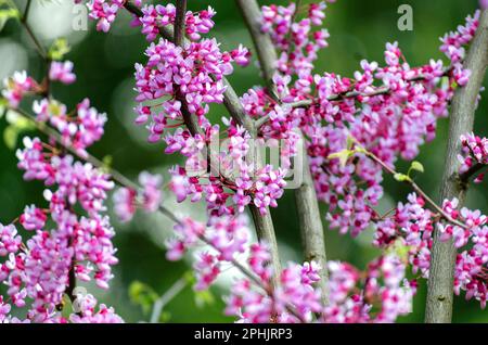 L'albero scarlatto è un albero con fiori viola fiorenti, l'albero di Cercis o di Giuda. Rami con piccoli fiori vicino. Foto Stock