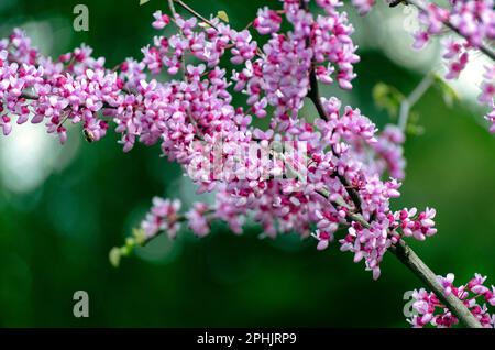 L'albero scarlatto è un albero con fiori viola fiorenti, l'albero di Cercis o di Giuda. Rami con piccoli fiori vicino. Foto Stock